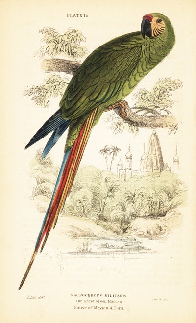 ミリタリー コンゴウインコ、Ara militaris。 1889年（彫刻） 作： Unbekannter Künstler