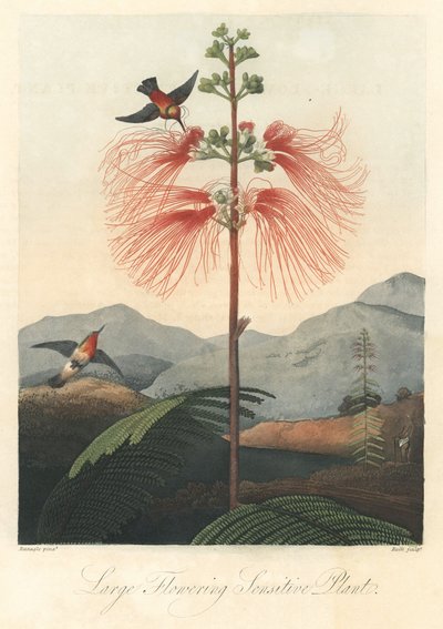 ロバート・ソーントン博士（1768-1837）著『The Temple of Flora』より抜粋。 作： Unbekannter Künstler