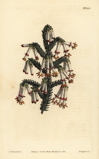 Monadelphous heath, Erica monadelpha 作： Unbekannt