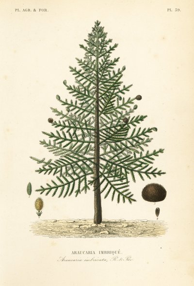 モンキー・パズル・ツリーまたはチリ・パイン、Araucaria araucana、Araucaria imbricata、Araucaria imbrique 作： Unbekannt