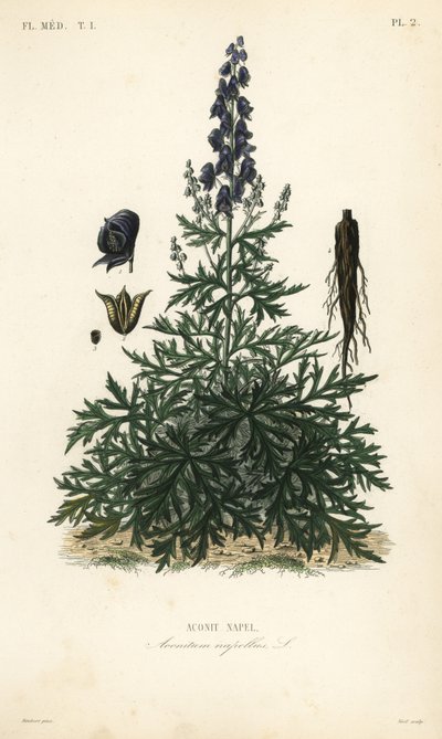 坊主頭、トリカブトや狼煙、Aconitum napellus、Aconit napel 作： Unbekannt
