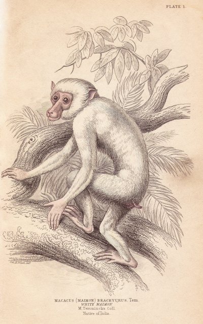 モアマカ、マカカ・マウラ（Macacus maimon brachyurus）。アルビノの幼獣と思われる白いマイモン。エジンバラのWilliam Jardine