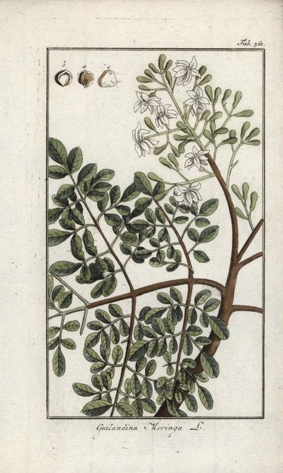 モリンガ（Moringa oleifera）。オランダ、ヨハネス・ゾーン（1739-1799）作 "Afbeelding der Artseny-Gewassen "のリトグラフ。 作： Unbekannter Künstler