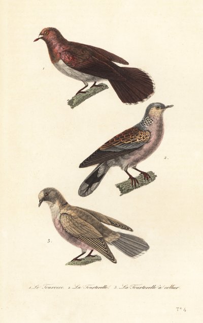 喪鳩、亀鳩、赤目鳩。 作： Unbekannter Künstler