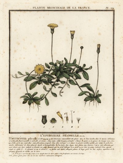 ネズミ耳ヤナギ、Pilosella officinarum。 作： Unbekannter Künstler