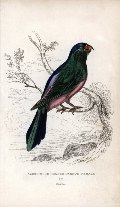 ミュラーインコTanygnathus sumatranus。Psittacus cyanopygius（メス）。ジョン・オーデュボンのデッサンに基づくジョセフ・キッドのリトグラフ：オウム、トーマス・ディク・ローダー卿とトーマス・ブラウン大尉、エディンバラ刊、スコ 作： Unbekannter Künstler