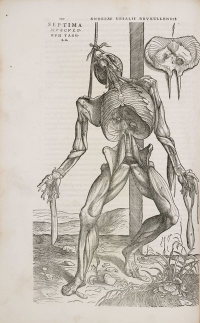 筋肉 男性の身体の深層筋の正面図 作： Unbekannt