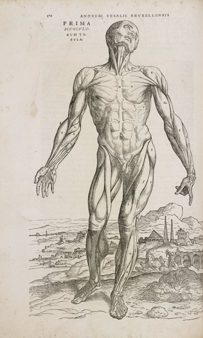 筋肉 男性人体の表層筋の正面図 作： Unbekannt