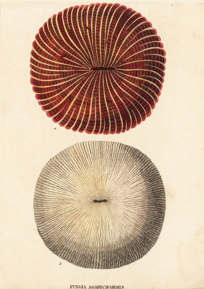 キノコサンゴ、Fungia fungites (Fungia agariciformis)。Georg Friedrich Treitschke