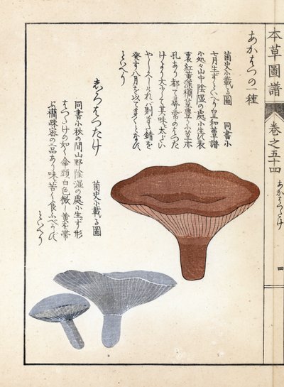 キノコ：アカハツラカツタケとシロハツタケ - 岩崎嘉年（1786-1842）作、本草図譜より 作： Unbekannter Künstler
