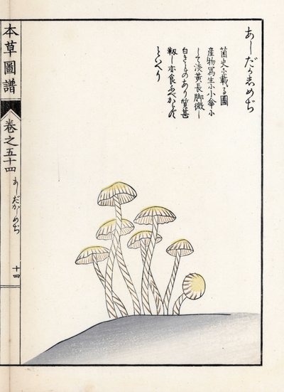 キノコ：シメジ アシタカ - 岩崎嘉年(1786-1842)の版画、本草図譜より。 作： Unbekannter Künstler