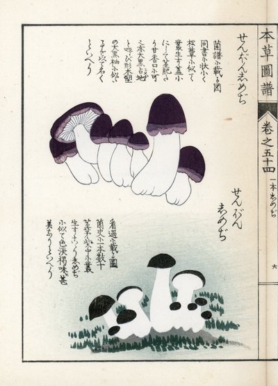 キノコ：シメジの品種（食用） - 岩崎嘉年（1786-1842）版画（本草図譜より 作： Unbekannter Künstler