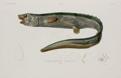 Natacanthus nasus、アイスランド、19 世紀初頭 作： Unbekannter Künstler