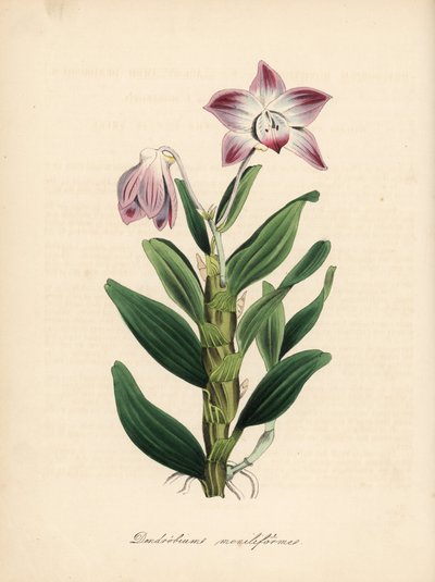 ネックレス茎のデンドロビウムまたはセキコク蘭、Dendrobium moniliforme。C. Chabotによる手彩色ジンコグラフ。M. A. Burnett女史の "Plantae Utiliores: or Illustrations of Useful Plants", Whittaker, Londonより抜粋。 作： Unbekannter Künstler