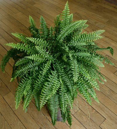 Nephrolepis exaltata, 家の中のシダ 作： Benjamin Baud