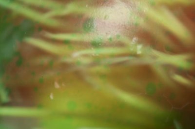 ネスティング（写真） 作： Unbekannter Künstler