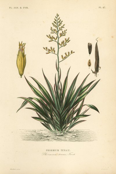 ニュージーランドの亜麻またはハレケケ、Phormium tenax、Phormium tenace 作： Unbekannt