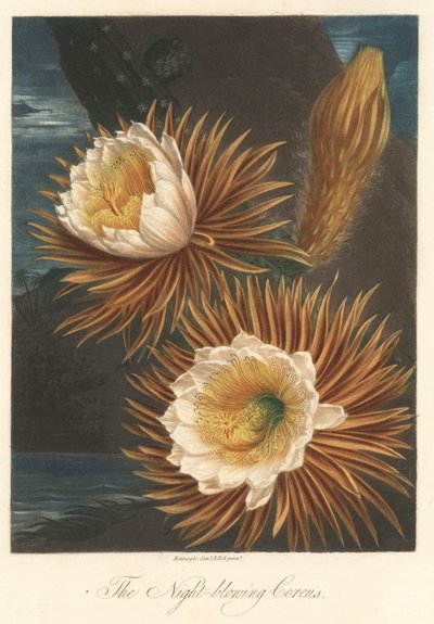 ロバート・ソーントン博士（1768-1837）著『The Temple of Flora』より抜粋。 作： Unbekannter Künstler
