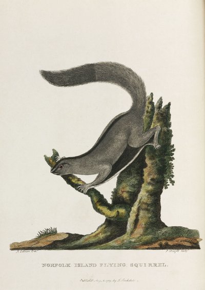 「ノーフォーク島ムササビ」、オーストラリア、1788年頃 作： Unbekannter Künstler