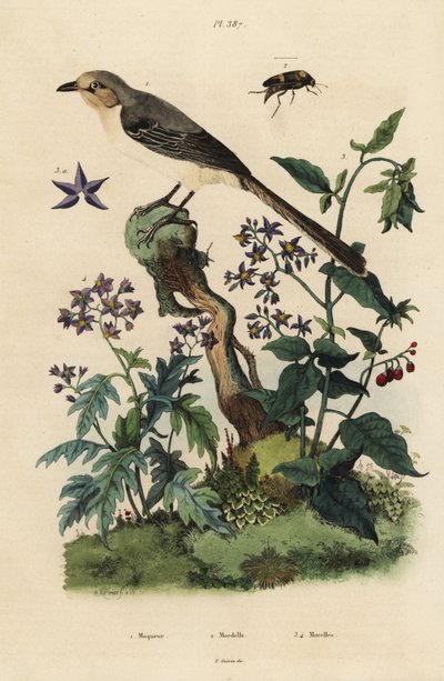 Northern mockingbird, Mimus polyglottos orpheus 1, bittersweet nightshade, Solanum dulcamara 3, Solanum quercifolium 4, Mordella fasciata beetle 2 作： Unbekannt