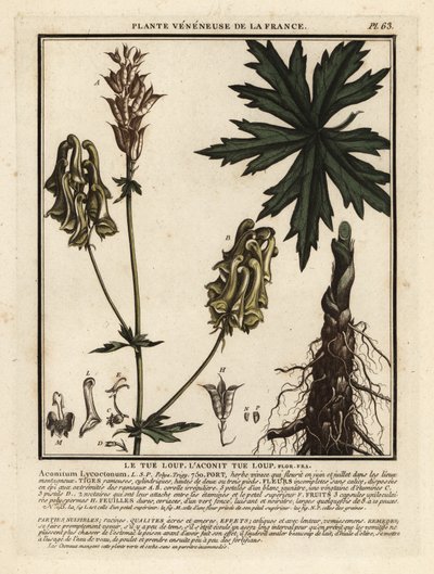 北のオオカミの悩みの種、Aconitum lycoctonum。 作： Unbekannter Künstler
