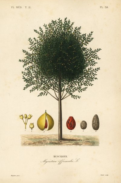 ナツメグとメースの木、Myristica fragrans、Myristica officinalis、Muscadier 作： Unbekannt