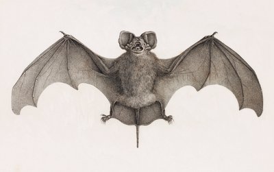 Nyctinome エジプト産、エジプトのコウモリ 作： Unbekannt