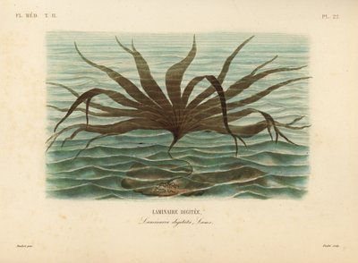 Oarweed, Laminaria digitata, Laminaire digitee 作： Unbekannt