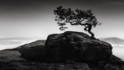 古い松、リリエンシュタイン、スイス、2015 年 (白黒写真) 作： Leopold Blonder