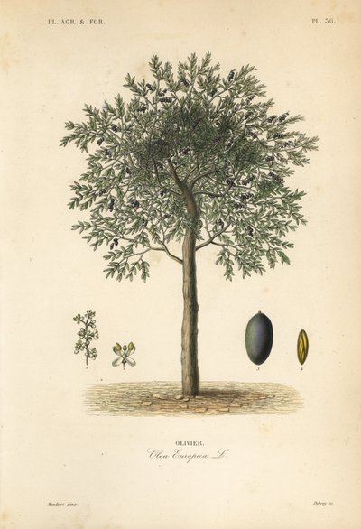 オリーブの木、Olea europaea、Olivier 作： Unbekannt