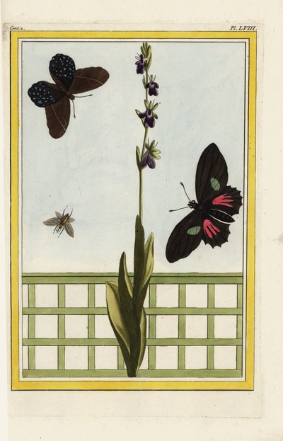 昆虫の形をした花を咲かせるオフリス。ハエラン、Ophrys insectifera。ドリス・ロングウィング、ヘリコニウス・ドリス。ピエール・ジョセフ・ブショズによる手彩色エッチング。 作： Unbekannter Künstler