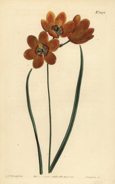 オレンジ色のモナデルファスイクシア（Ixia monadelpha 作： Unbekannt