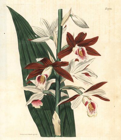 Orchid Variety Bifrenaria - Large swamp-orchid Phaius tankervilleae (Lady Tankerville