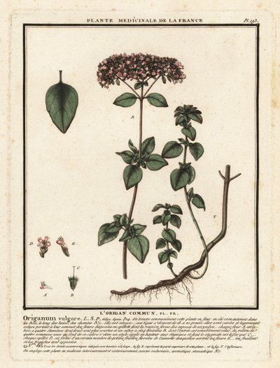 オレガノまたは野生のマジョラム、Origanum vulgare。 作： Unbekannter Künstler