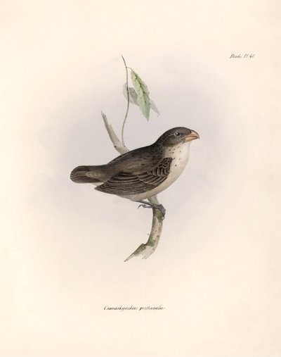 鳥類学：「Camarhynchus psittaculus or Geospize psittacin" チャールズ・ダーウィン(1809-1882)がビーグル号探検中に観察した鳥類の説明。The zoology of the voyage of H.M.S. Beagle. "のプレート。飛行。III, Birds described. 作： Unbekannter Künstler