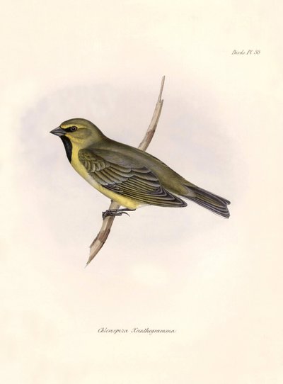 鳥類学「Chlorospiza xanthogramma" チャールズ・ダーウィン（1809-1882）がビーグル号探検中に観察したスズメ目鳥類の記述。The zoology of the voyage of H.M.S. Beagle. "のプレート。飛行。III, Birds described by John Gould, with n. 作： Unbekannter Künstler