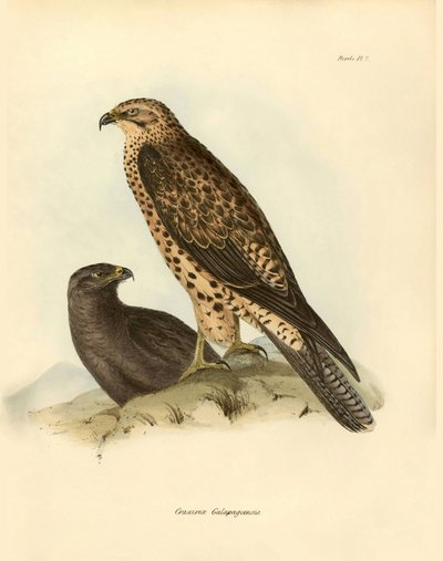 鳥類学：チャールズ・ダーウィン（1809-1882）がビーグル号探検中に記載したガラパゴスの "Craxirex Galapagoensis "ノズル。ジョン・グールドによって記載された鳥類、チャールズ・ダーウィンによるその習性についての通知付き」のプレート。 作： Unbekannter Künstler