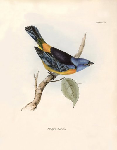 鳥類学「ダーウィンのスズメ目（またはスズメ目）"チャールズ・ダーウィン（1809-1882）がビーグル号での探検中に観察したスズメ目の説明。The zoology of the voyage of H.M.S. Beagle. "のプレート。飛行。III, ジョン・グールドが記載した鳥類 作： Unbekannter Künstler