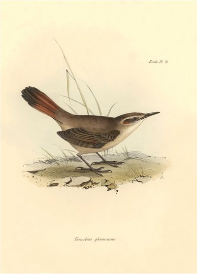 鳥類学：チャールズ・ダーウィンがビーグル号探検中に記載した "Eremobius phoenicurus"。The zoology of the voyage of H.M.S. Beagle（ビーグル号航海動物学）」のプレート。飛行。III、ジョン・グールドによって記述された鳥類と、チャールズ・ダーウィンによる習性についての記述。 作： Unbekannter Künstler