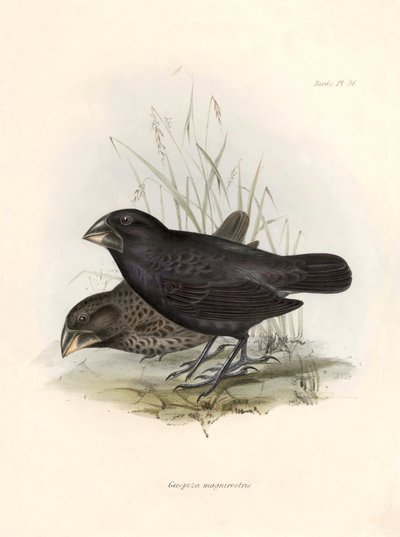 鳥類学：「Geospiza magnirostris or geospize a big beak" チャールズ・ダーウィン(1809-1882)がビーグル号探検中に観察した鳥類の説明。The zoology of the voyage of H.M.S. Beagle. "のプレート。飛行。III, Birds described b 作： Unbekannter Künstler