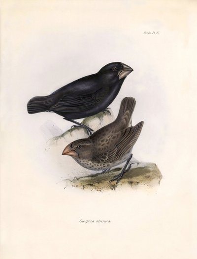 鳥類学：「Geospiza strenua or geospize" チャールズ・ダーウィン（1809-1882）がビーグル号での探検中に観察したスズメ目鳥類の記述。The zoology of the voyage of H.M.S. Beagle. "のプレート。飛行。III、ジョン・グールドによって記載された鳥類。 作： Unbekannter Künstler