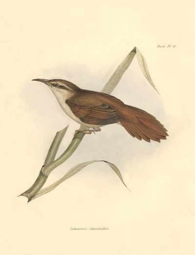 鳥類学：チャールズ・ダーウィンがビーグル号探検中に記載したファーナリッド科の "Limnornis curvirostris"。The zoology of the voyage of H.M.S. Beagle "のプレート。飛行。III, Birds described by John Gould, with notice of their habi. 作： Unbekannter Künstler