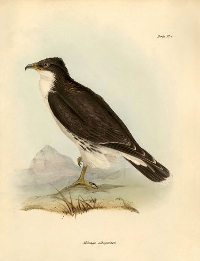 鳥類学：「チャールズ・ダーウィン（1809-1882）がビーグル号探検中に記載したカラカラ（Milvago albogularis）。ジョン・グールドによって記載された鳥類、チャールズ・ダーウィンによるその習性についての通知付き」のプレート。 作： Unbekannter Künstler