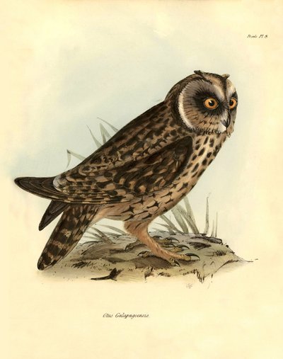 鳥類学：チャールズ・ダーウィン（1809-1882）がビーグル号探検中に記載したガラパゴスフクロウ "Otus Galapagoensis"。ジョン・グールドによって記載された鳥類、チャールズ・ダーウィンによるその習性についての通知付き」のプレート。 作： Unbekannter Künstler