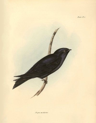 鳥類学：チャールズ・ダーウィンがビーグル号探検中に記載したツバメ科の "Progne modestus"。The zoology of the voyage of H.M.S.Beagle.』より。飛行。III、ジョン・グールドによって記載された鳥類。 作： Unbekannter Künstler