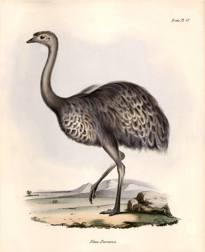 鳥類学「Rhea Darwinii" Nandou de Darwinがビーグル号での探検中にチャールズ・ダーウィンが観察し、描写したもの。The zoology of the voyage of H.M.S. Beagle（ビーグル号航海動物学）』より。飛行。III、ジョン・グールドによって記載された鳥類、およびその生息地に関する通知。 作： Unbekannter Künstler
