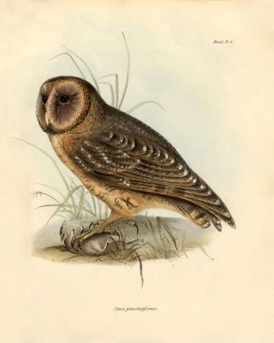 鳥類学：チャールズ・ダーウィン（1809-1882）がビーグル号探検中に記載したフクロウ「Strix punctatissima」。ジョン・グールドによって記載された鳥類、チャールズ・ダーウィンによるその習性についての通知付き」のプレート。 作： Unbekannter Künstler