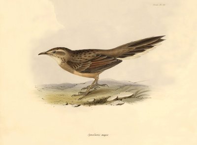 鳥類学：チャールズ・ダーウィンがビーグル号探検中に記載した "Synallaxis major"。The zoology of the voyage of H.M.S.ビーグル号』より。飛行。III、ジョン・グールドによって記述された鳥類と、チャールズ・ダーウィンによる習性についての記述。 作： Unbekannter Künstler
