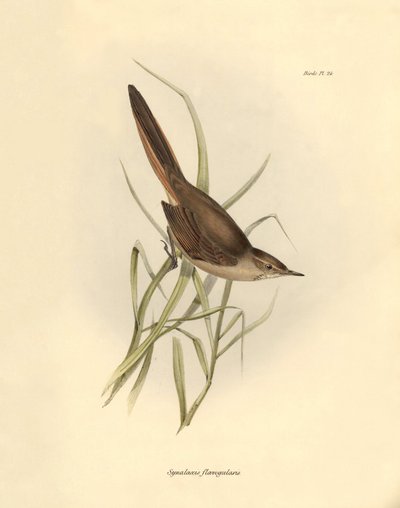 鳥類学：チャールズ・ダーウィンがビーグル号探検中に記載した "Synallaxis rufogularis"。The zoology of the voyage of H.M.S.ビーグル号』より。飛行。III、ジョン・グールドによって記述された鳥類と、チャールズ・ダーウィンによる習性についての記述。 作： Unbekannter Künstler