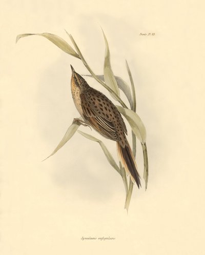 鳥類学：チャールズ・ダーウィンがビーグル号探検中に記載した "Synallaxis rufogularis"。The zoology of the voyage of H.M.S.ビーグル号』より。飛行。III、ジョン・グールドによって記述された鳥類と、チャールズ・ダーウィンによる習性についての記述。 作： Unbekannter Künstler